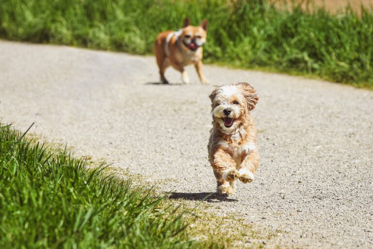 Pourquoi les balades éducatives sont essentielles pour votre chien ? 🐕🌿